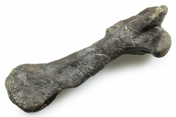 Theropod Dinosaur (Allosaurus) Metacarpal - Wyoming #353577